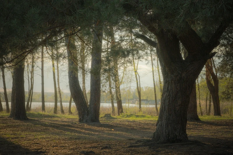 Camino entre arboles